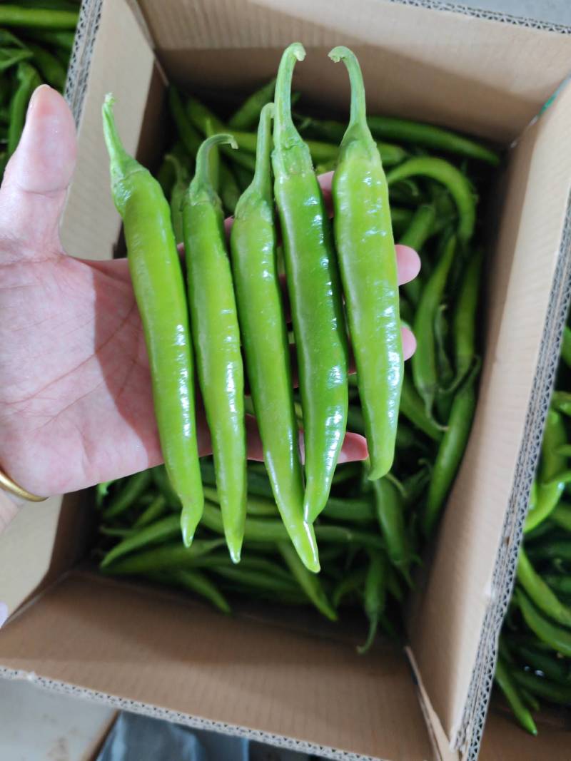 杭椒，中教，小椒特别好
