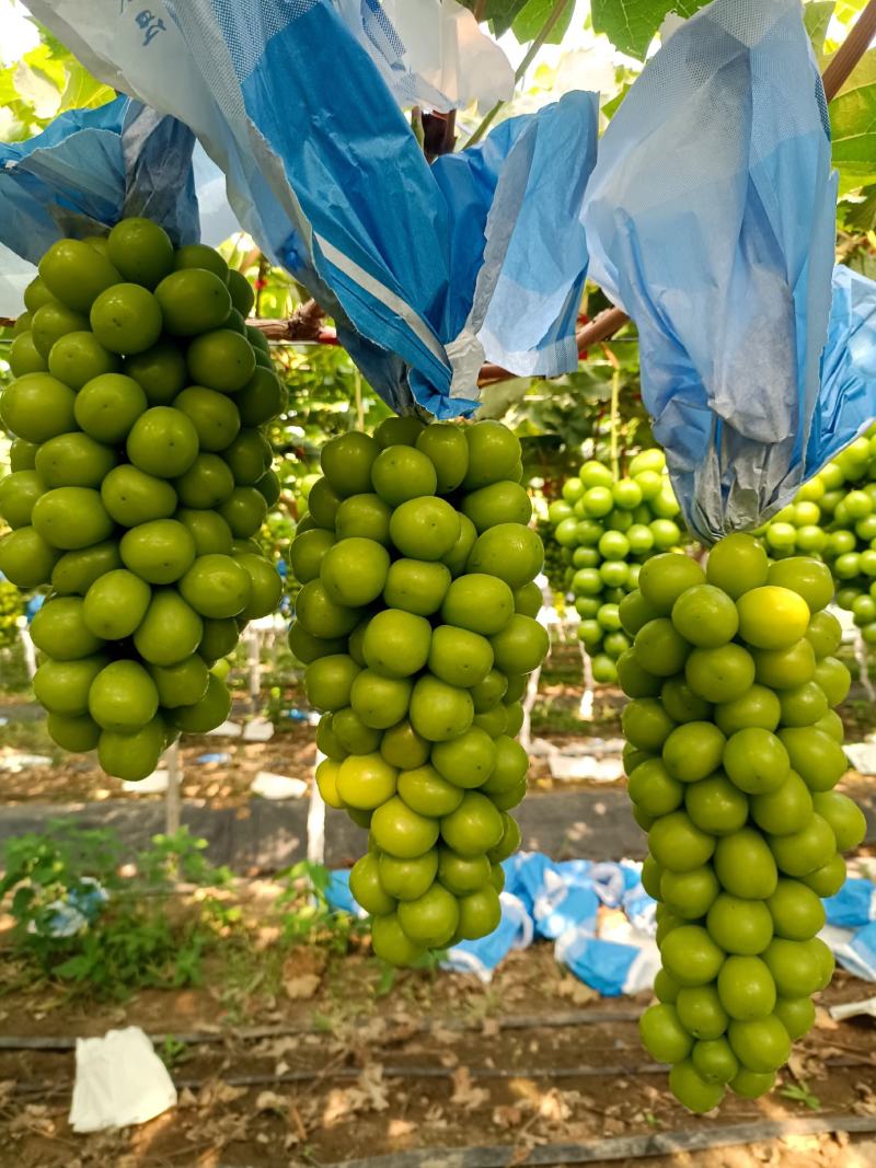 阳光玫瑰，江苏新沂万亩葡萄基地，价格合理，诚信经营！