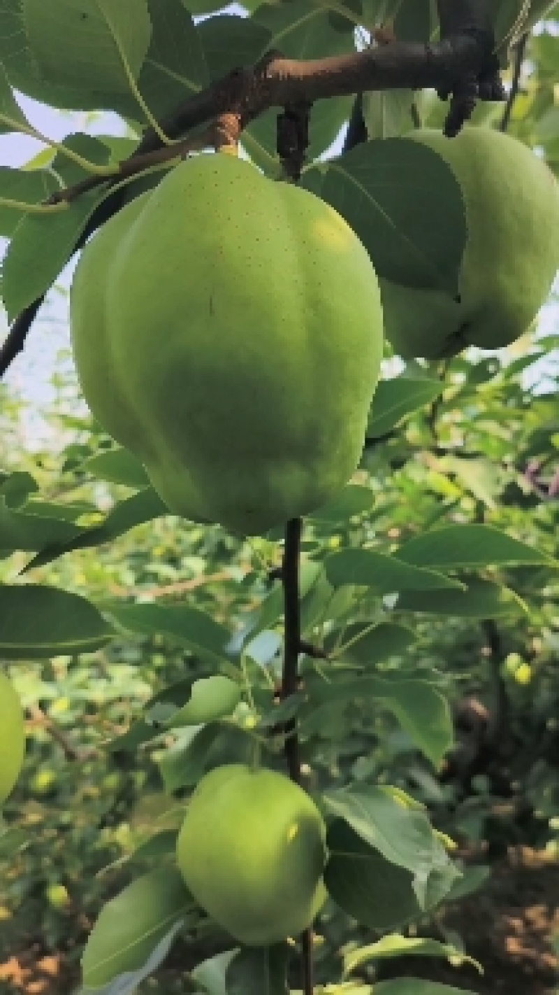 阳信早酥梨青皮梨绿皮梨产地直供量大从优全国发货