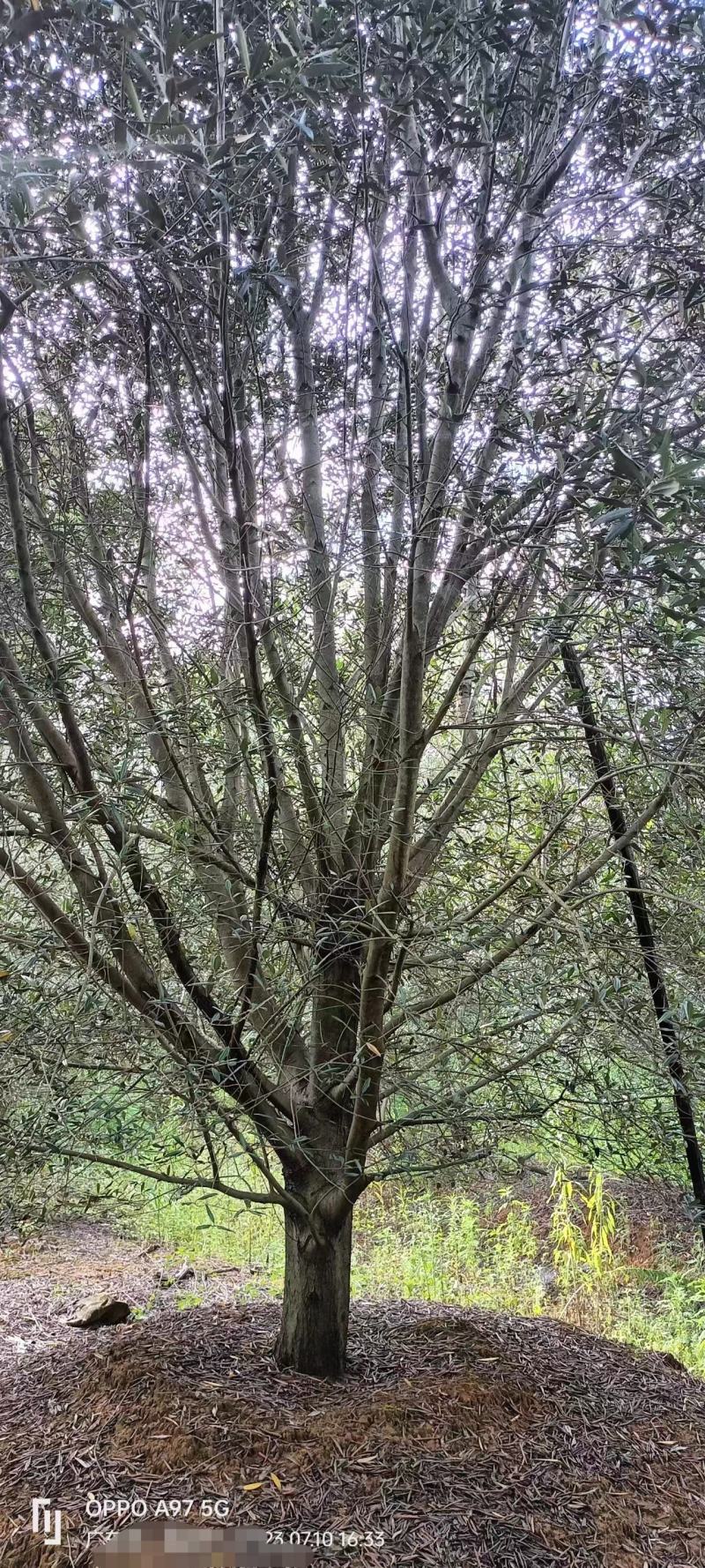 大量油橄榄大树出售，可作园艺造型，果实榨油