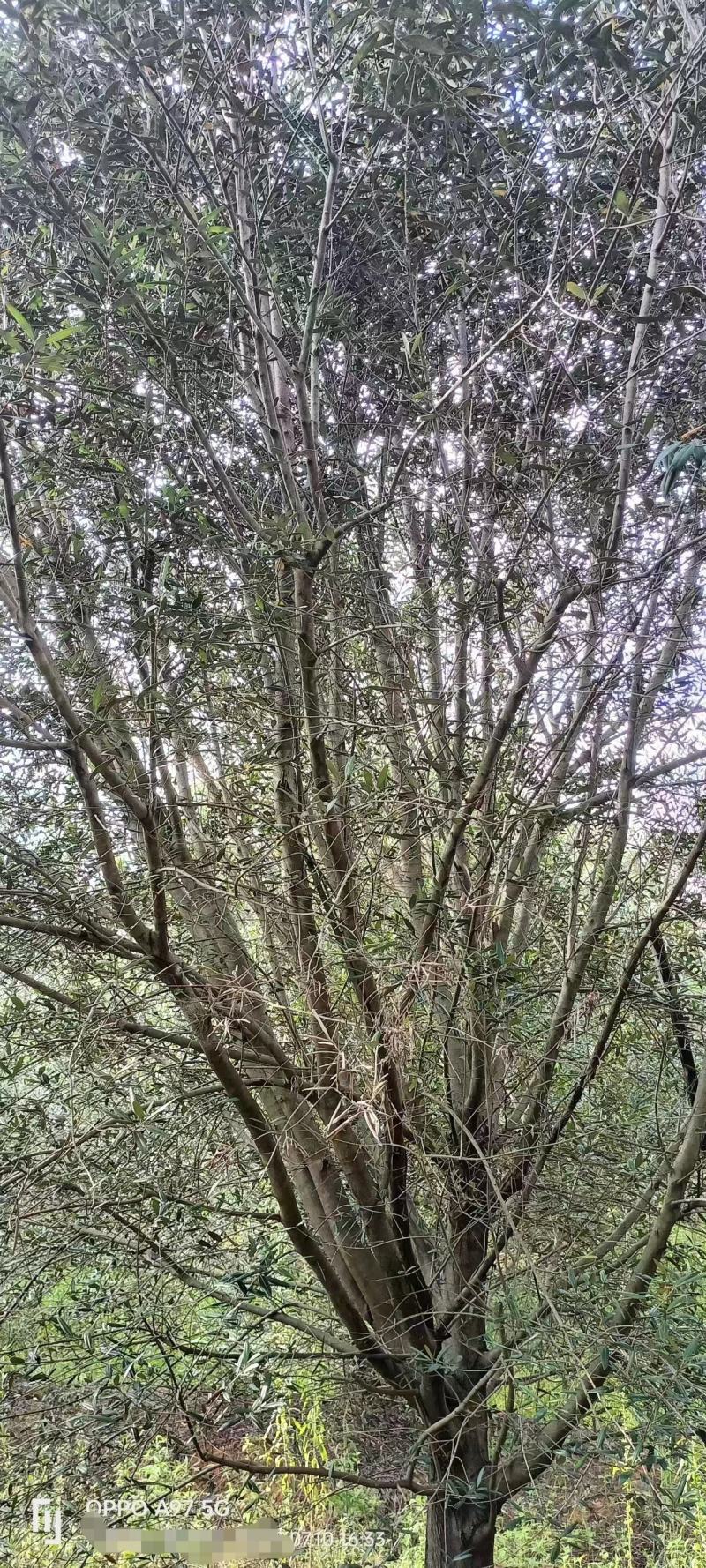 大量油橄榄大树出售，可作园艺造型，果实榨油