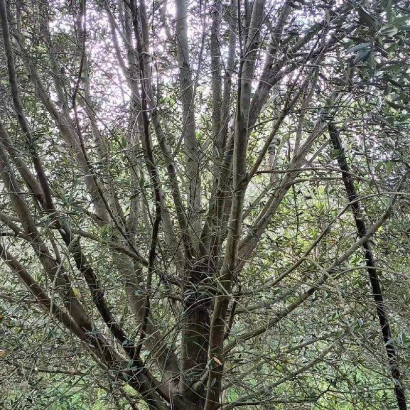 大量油橄榄大树出售，可作园艺造型，果实榨油