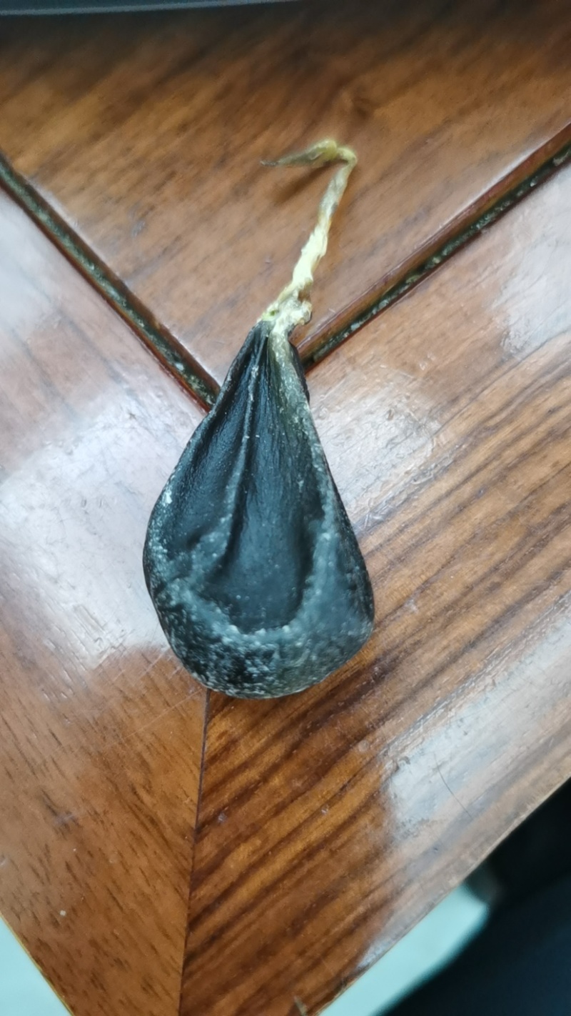 蛇胆正宗中药材五步蛇胆干蛇胆500g包邮