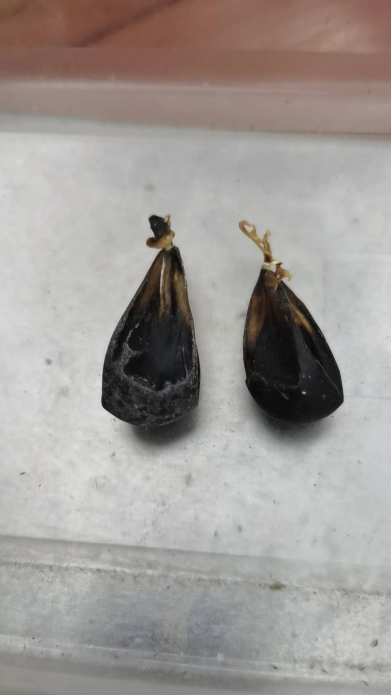 蛇胆正宗中药材五步蛇胆干蛇胆500g包邮
