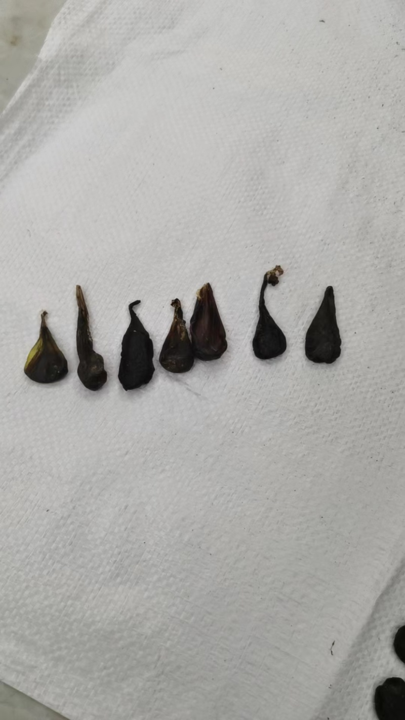 蛇胆正宗中药材五步蛇胆干蛇胆500g包邮