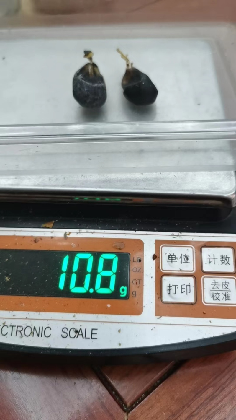 蛇胆正宗中药材五步蛇胆干蛇胆500g包邮