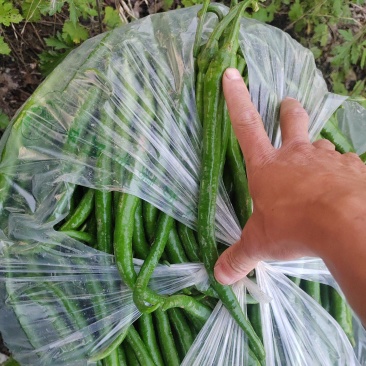 线椒，青辣椒，鲜辣椒，现货供应现摘现卖，露天种植，三号线