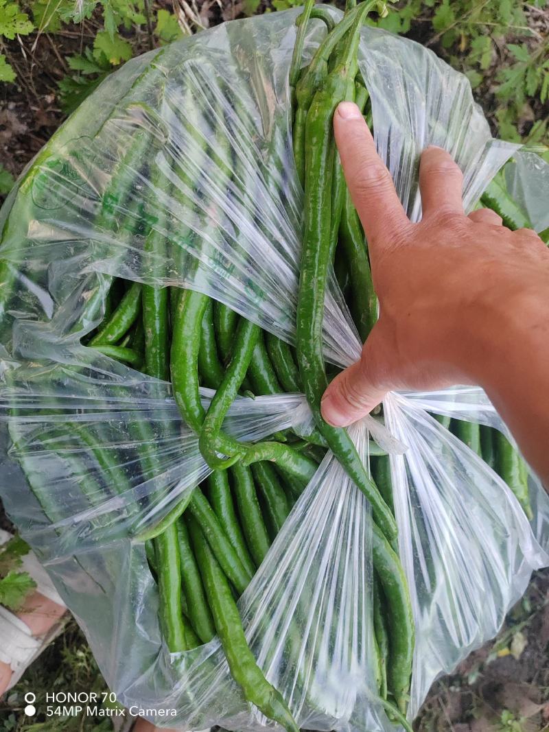 线椒，青辣椒，鲜辣椒，现货供应现摘现卖，露天种植，三号线
