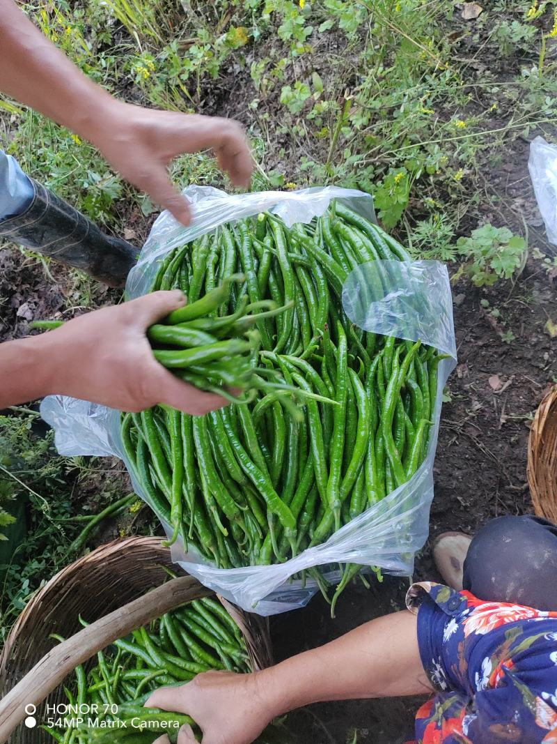 线椒，青辣椒，鲜辣椒，现货供应现摘现卖，露天种植，三号线