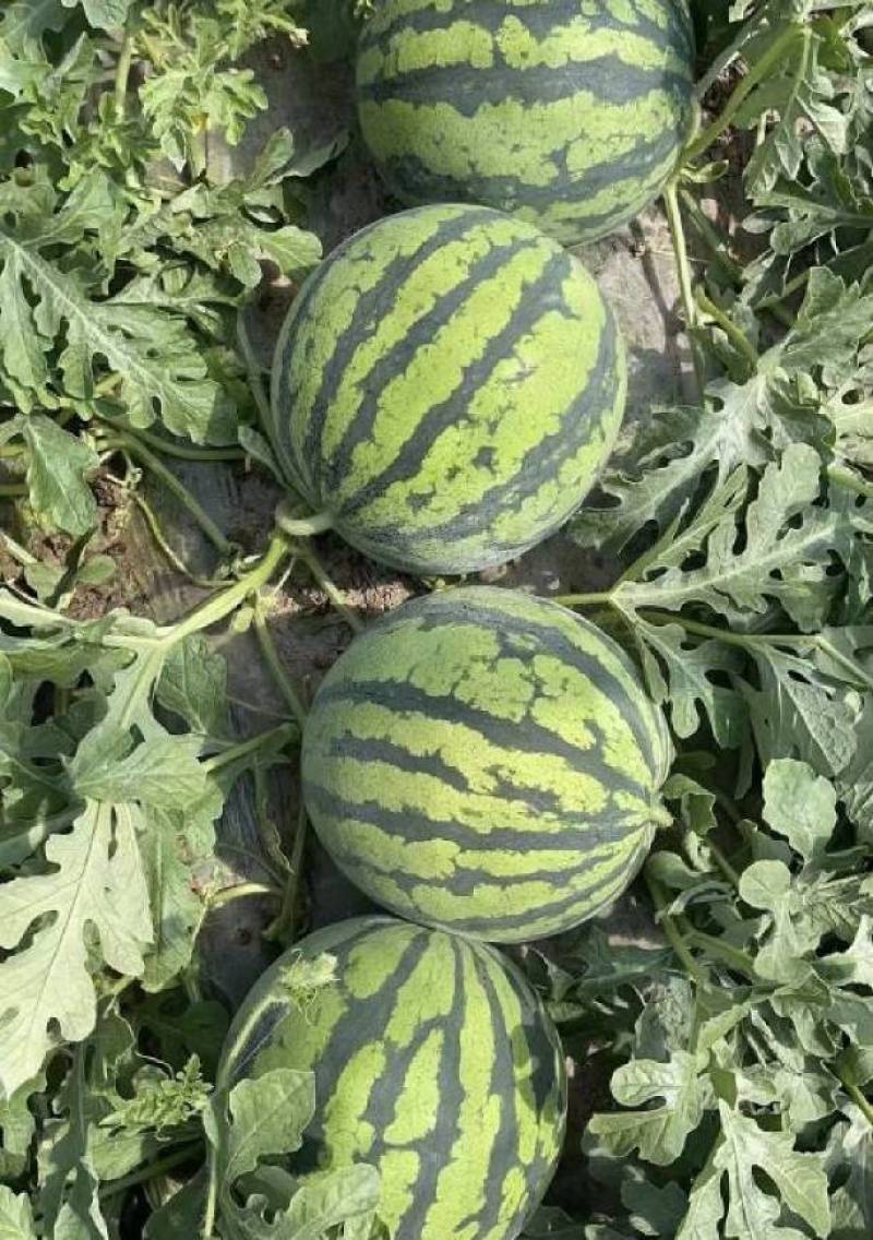 西瓜麒麟西瓜产区直发保质保量代发全国