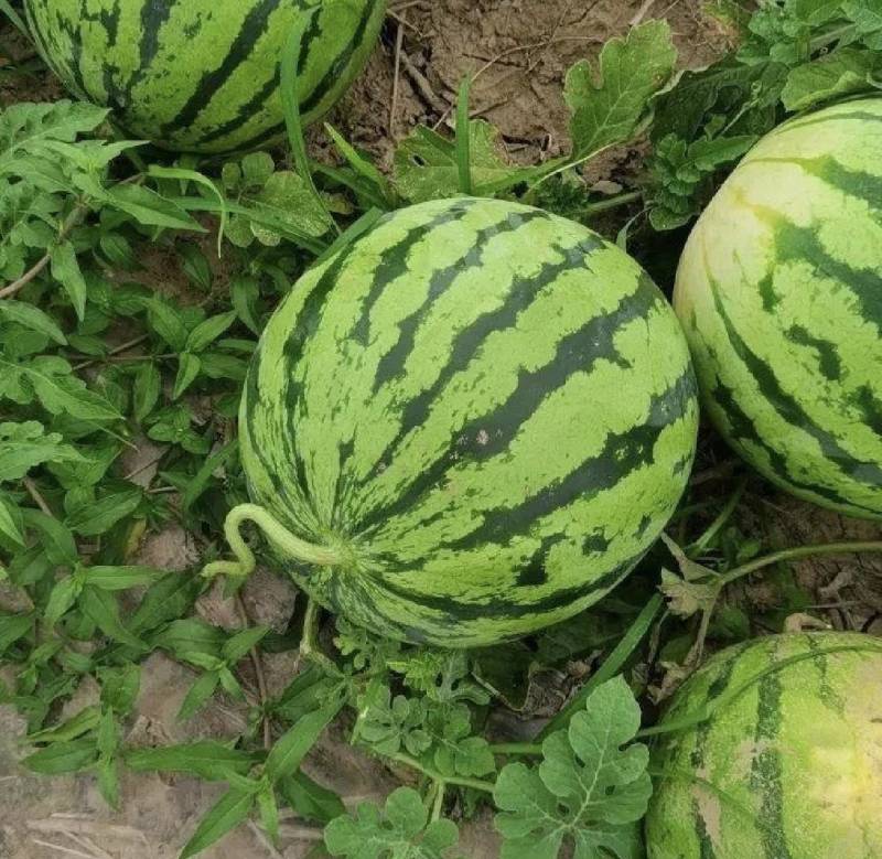 西瓜麒麟西瓜产区直发保质保量代发全国