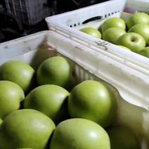 翠冠梨砀山县苹果梨大量上市，产地直发，一手货源，量大优惠
