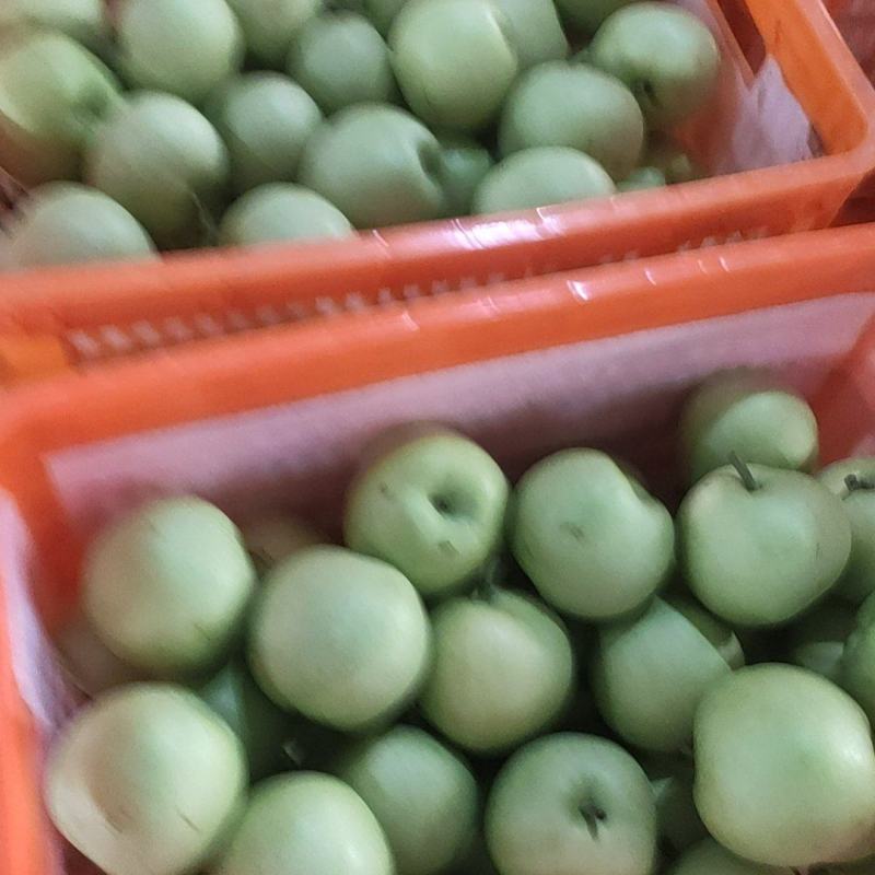 绿宝石梨大量上市，供超市，批发商，包装齐全，货量充足。