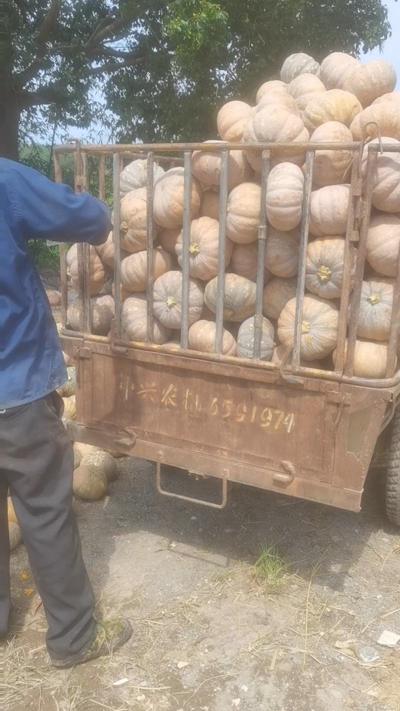 湖北南瓜产地直供小盘龙204小金香蜜本王中王