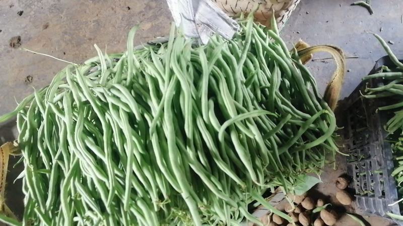 湖北高山四季豆无筋豆量大从优可视频看货/服务到家