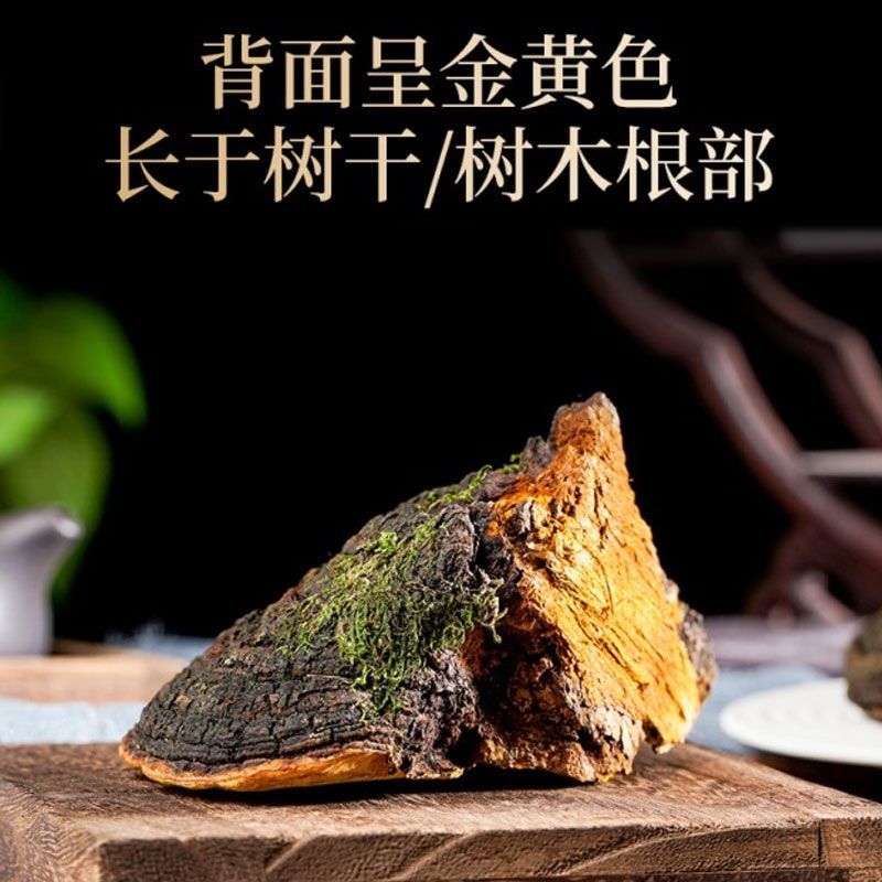 正宗西藏桑黄正品野生天然金边桑黄黄跑酒料整枝切片西藏直