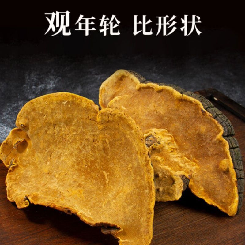 正宗西藏桑黄正品野生天然金边桑黄黄跑酒料整枝切片西藏直