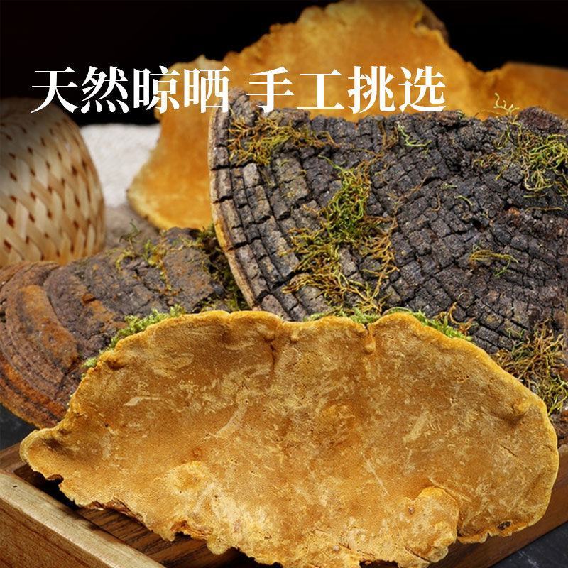 正宗西藏桑黄正品野生天然金边桑黄黄跑酒料整枝切片西藏直