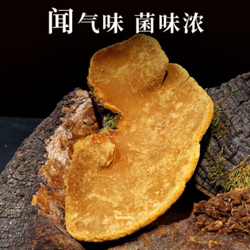 正宗西藏桑黄正品野生天然金边桑黄黄跑酒料整枝切片西藏直