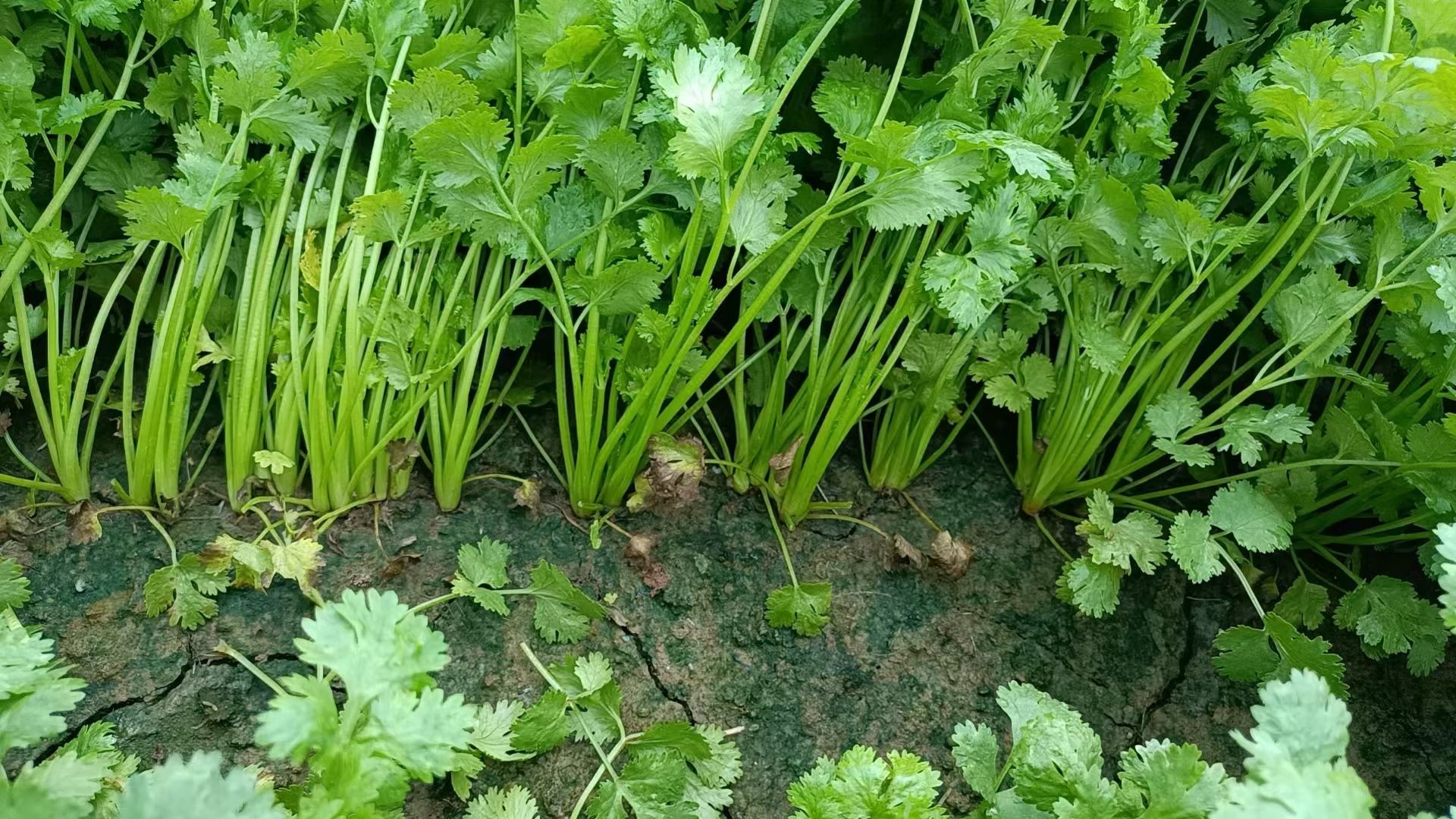 阳台上的几个花盆中种植着大叶香菜,绿意盎然,阳光透过玻璃窗洒在叶片上 大叶香菜在阳台种植的实景图