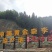 正宗九峰山黄金奈李，大量上市。欢迎各大平台商超合作