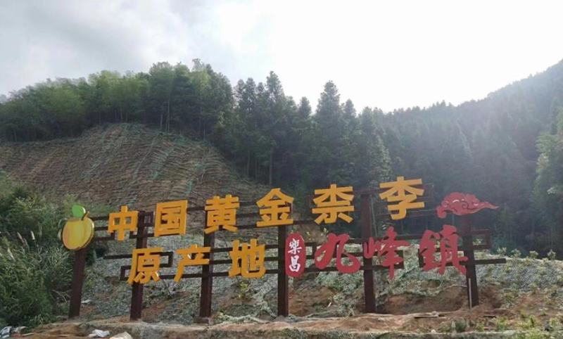 正宗九峰山黄金奈李，大量上市。欢迎各大平台商超合作