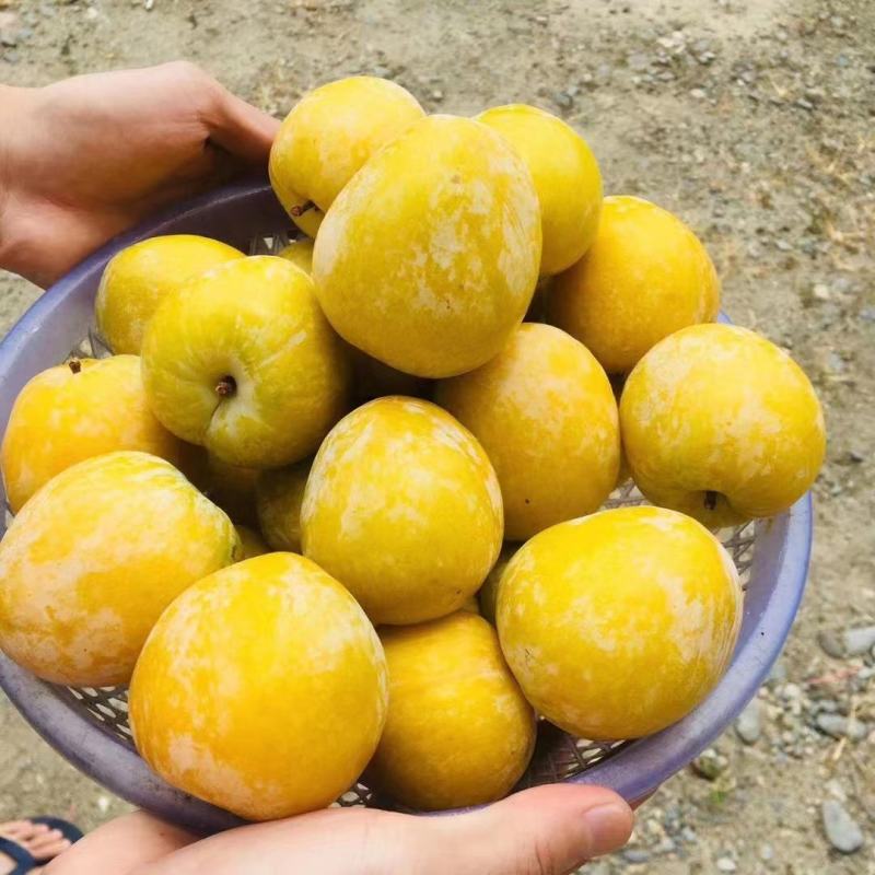 正宗九峰山黄金奈李，大量上市。欢迎各大平台商超合作
