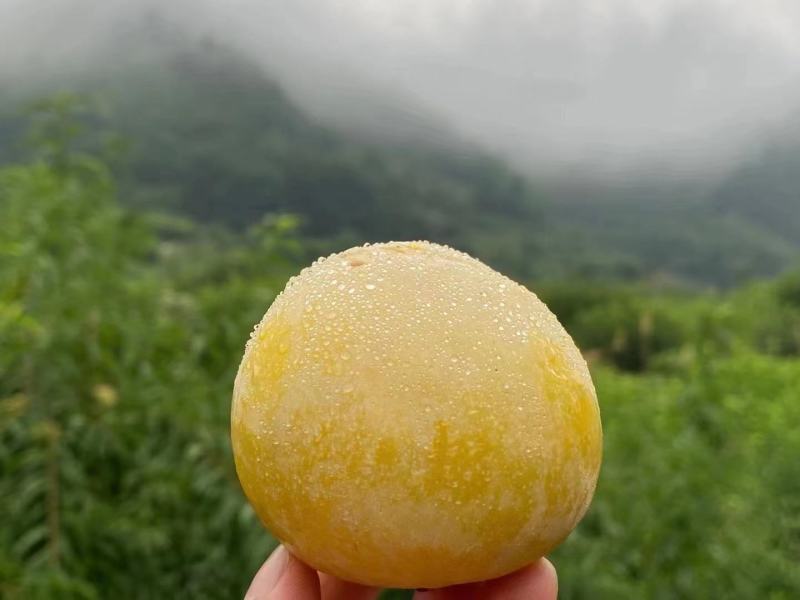 正宗九峰山黄金奈李，大量上市。欢迎各大平台商超合作