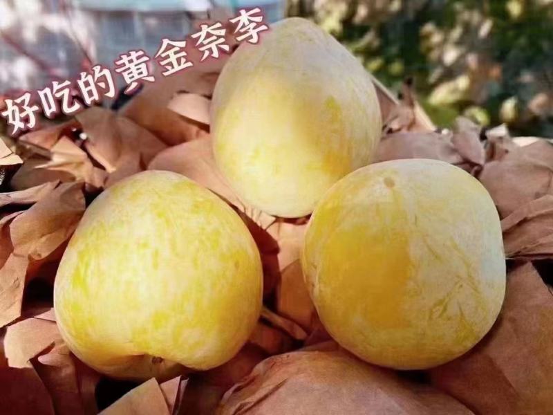 正宗九峰山黄金奈李，大量上市。欢迎各大平台商超合作