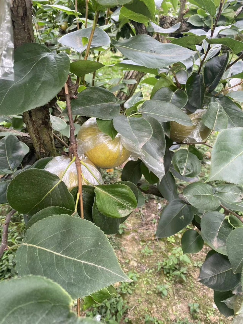 正中黄花梨
