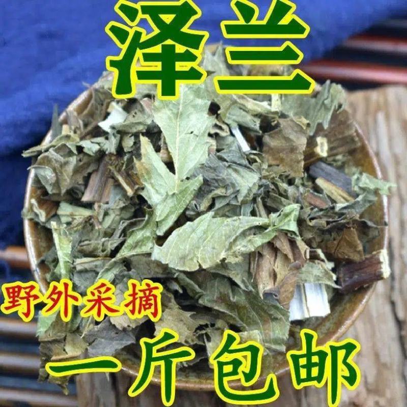 野生泽兰草中药材泽兰叶新鲜蛇王草地瓜苗草泽兰中草药泽