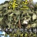 野生泽兰草中药材泽兰叶新鲜蛇王草地瓜苗草泽兰中草药泽