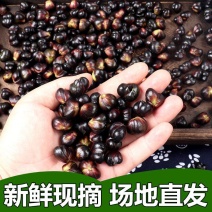 新鲜百合果湘西龙山特产新鲜百合籽可食用种球可种