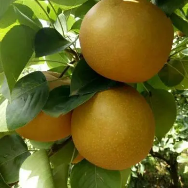 永川黄瓜山上黄花梨种植户