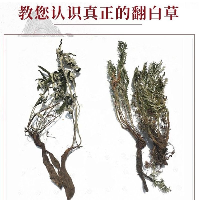 2023新货干翻白草新鲜野生整颗带根可搭配地骨皮中药材翻