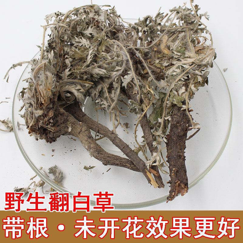 2023新货干翻白草新鲜野生整颗带根可搭配地骨皮中药材翻