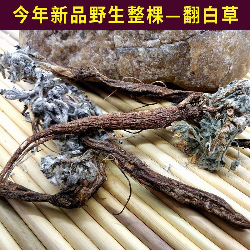 2023新货干翻白草新鲜野生整颗带根可搭配地骨皮中药材翻