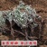 2023新货干翻白草新鲜野生整颗带根可搭配地骨皮中药材翻