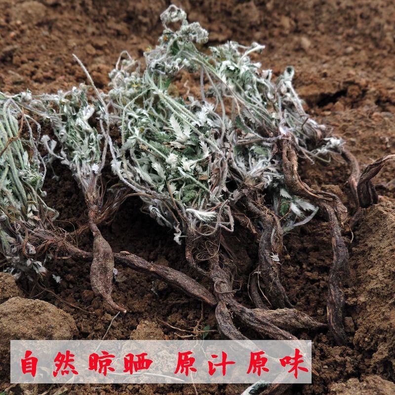 2023新货干翻白草新鲜野生整颗带根可搭配地骨皮中药材翻