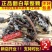 2023新货干翻白草新鲜野生整颗带根可搭配地骨皮中药材翻