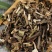 中药材石见穿500g新鲜野生石见穿干月下红石打穿紫参石大