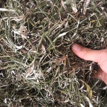 天青地白中草药材500克包邮金鸡舌叶下白上青下白