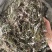 天青地白中草药材500克包邮金鸡舌叶下白上青下白