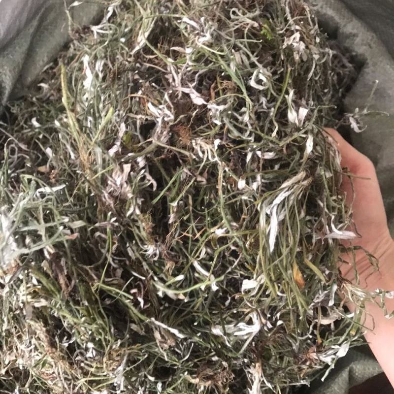 天青地白中草药材500克包邮金鸡舌叶下白上青下白