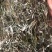 天青地白中草药材500克包邮金鸡舌叶下白上青下白