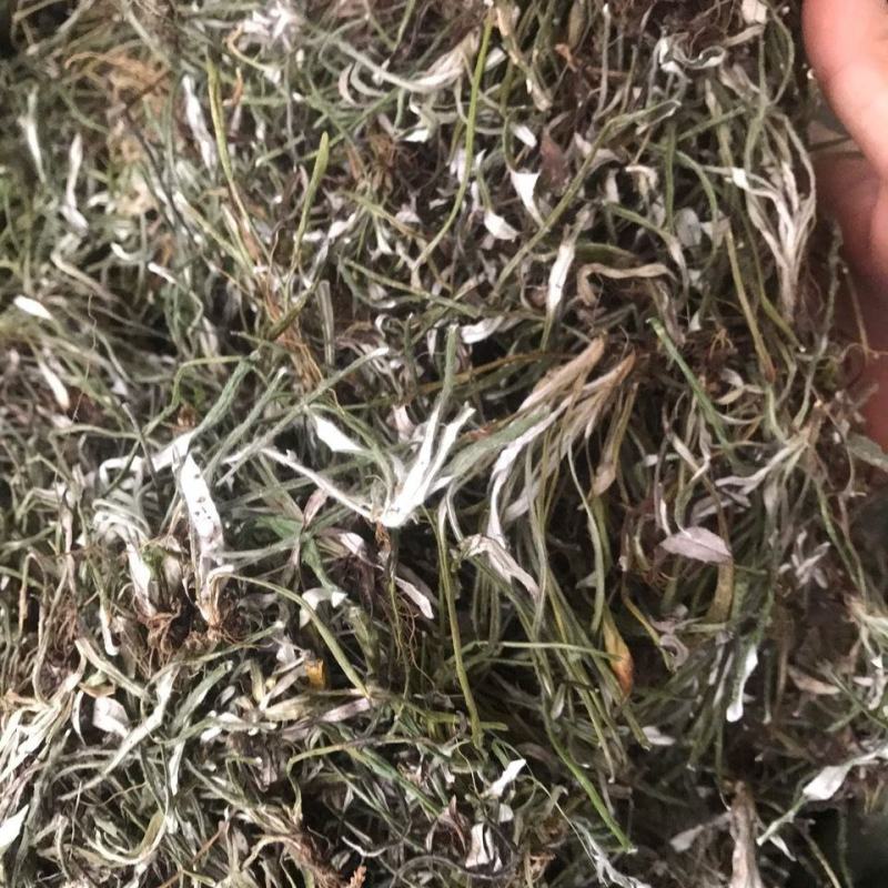 天青地白中草药材500克包邮金鸡舌叶下白上青下白