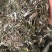 天青地白中草药材500克包邮金鸡舌叶下白上青下白