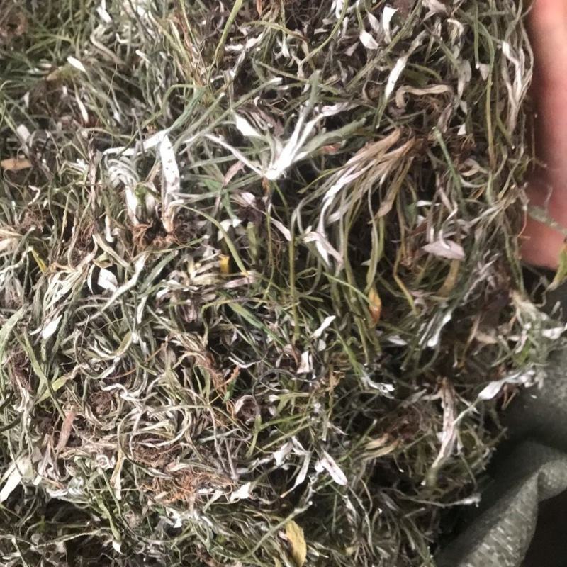 天青地白中草药材500克包邮金鸡舌叶下白上青下白