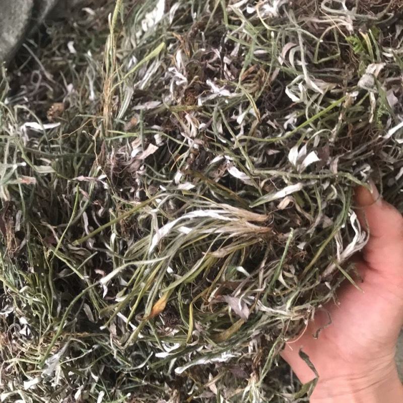 天青地白中草药材500克包邮金鸡舌叶下白上青下白