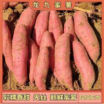[新鲜红薯]龙九龙薯大量上市品质好价格美丽欢迎来电